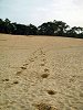 Camel tracks?